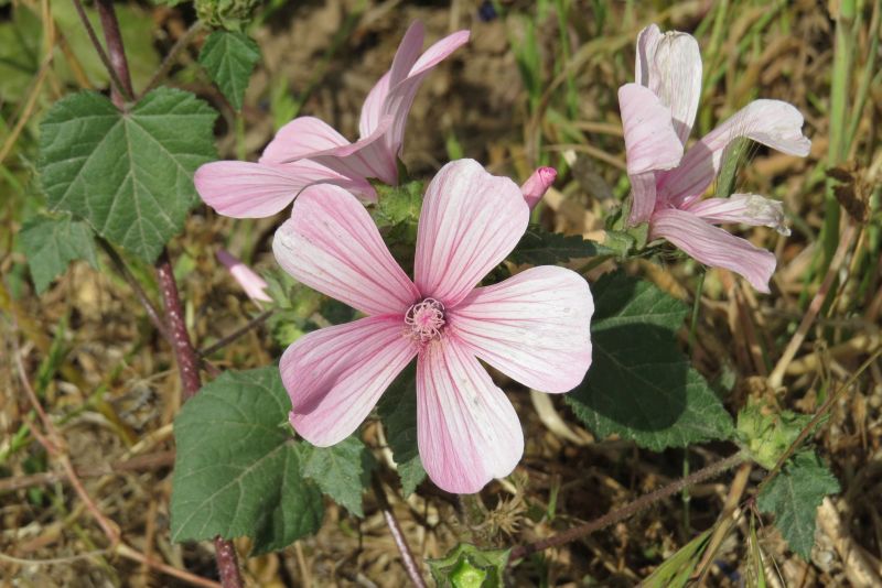 Malva trimestris / Malva reale